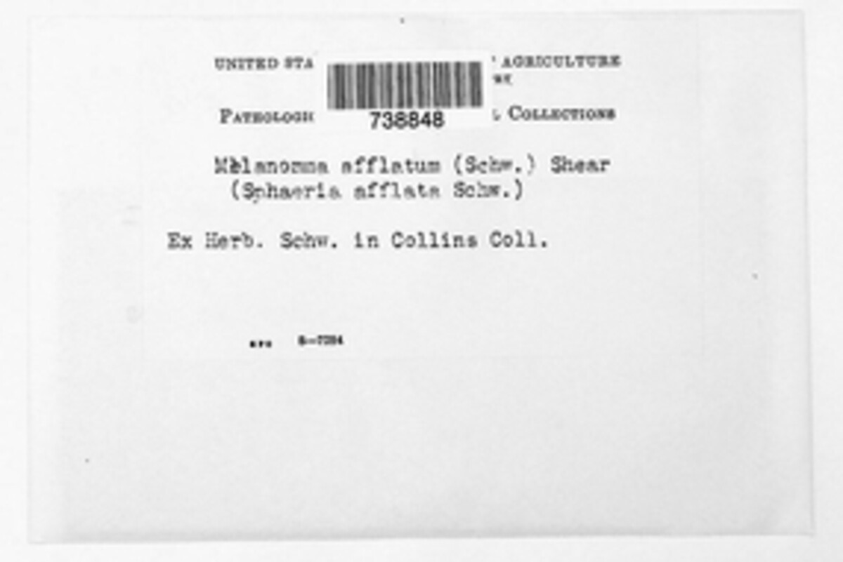 Melanomma afflatum image